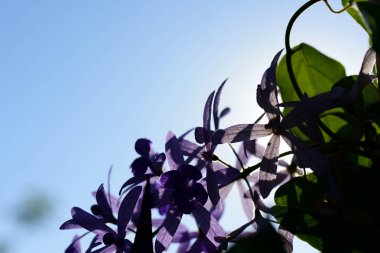 Menekşe çiçek arka plan: mavi çiçek yakın çekim, mavi çiçekler güneş ışığı ile. Mavi çiçekler, bahar çiçek, Retro yaz background.group pembe çiçek ve arı bahçede çiçek arka plan.