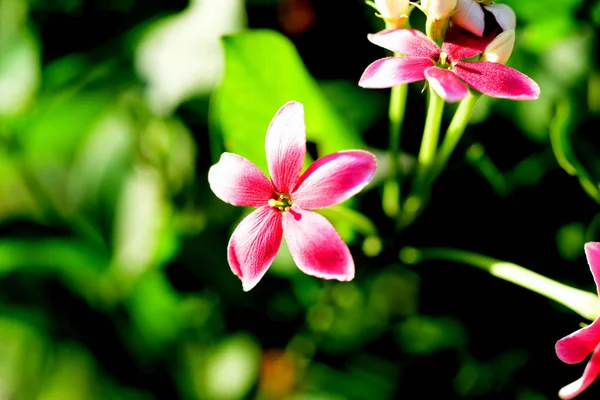 明るい日差しの中に小さな赤とピンクの花 — ストック写真