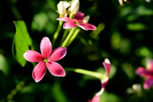 Small Red Pink Flowers Bright Sunshine — Stock Photo, Image