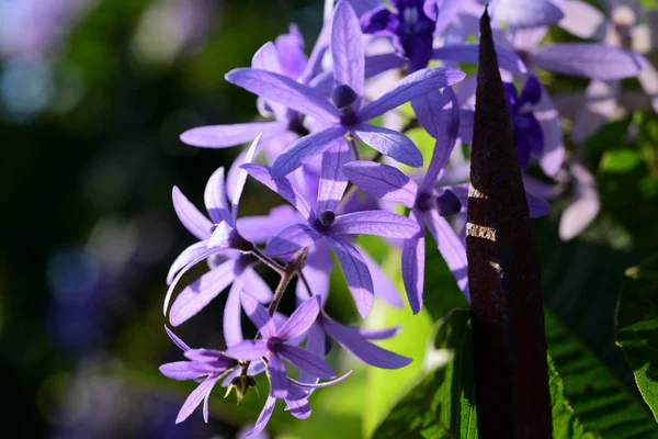 Violet Flower Background Close Blue Flower Blue Flowers Sunshine Floral — Stock Photo, Image