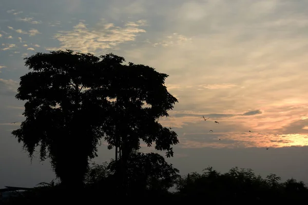 Sunset Sunset Altın Arka Plan Yaz Çimen Sırasında Çim Alan — Stok fotoğraf
