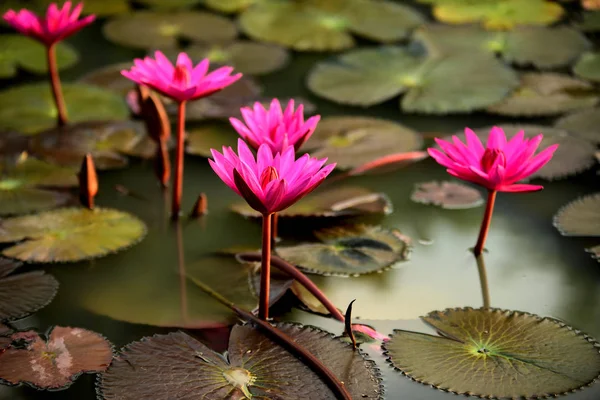 Pink lotus in pool, lotus is logo of spa and buddhism in asia.A beautiful pink waterlily or lotus flower in pond