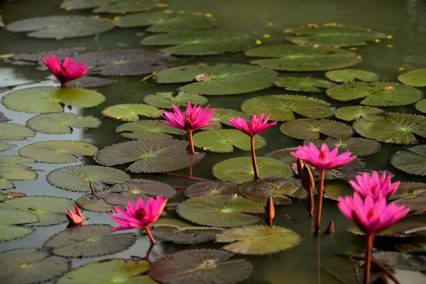 Pink Lotus Pool Lotus Logo Spa Buddhism Asia Beautiful Pink — Stock Photo, Image