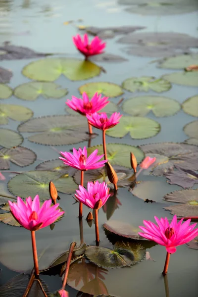 Pink Lotus Pool Lotus Logo Spa Buddhism Asia Beautiful Pink — Stock Photo, Image