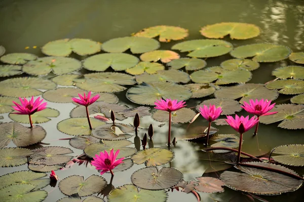 Pink Lotus Pool Lotus Logo Spa Buddhism Asia Beautiful Pink — Stock Photo, Image