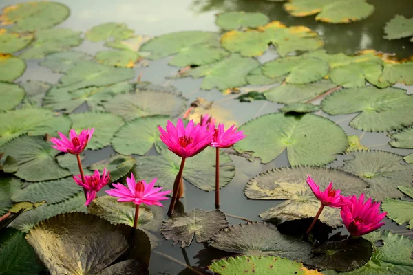 粉红色的莲花在游泳池里 莲花是亚洲水疗和佛教的标志 池塘里美丽的粉红色水百合或莲花 — 图库照片
