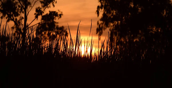 Solnedgang Landskab Mark Himmel Med Mørke Skyer Solnedgang Grønne Marker - Stock-foto
