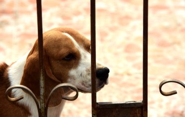 Beagle köpek portresi. Doğruca kameraya bakarak yerdeki oynayan bir çok güzel beagle köpek .