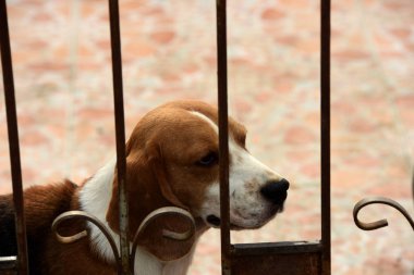 Beagle köpek portresi. Doğruca kameraya bakarak yerdeki oynayan bir çok güzel beagle köpek .