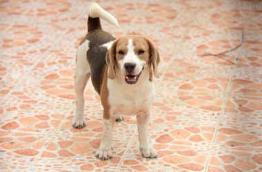 Evin etrafında yürüyen köpek. Ve köpekler çitin arkasında sıkışıp kalırlar. Evin etrafında yürüyen köpek. Ve köpekler çitin arkasında hapsolmuş.