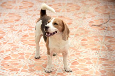 Beagle köpek portresi. Doğruca kameraya bakarak yerdeki oynayan bir çok güzel beagle köpek .