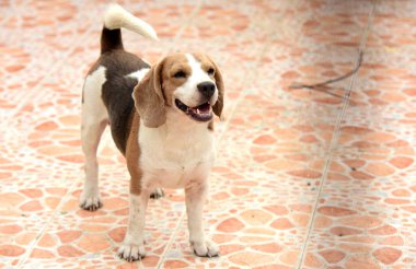 Beagle köpek portresi. Doğruca kameraya bakarak yerdeki oynayan bir çok güzel beagle köpek .