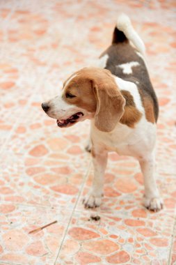 Beagle köpek portresi. Doğruca kameraya bakarak yerdeki oynayan bir çok güzel beagle köpek .