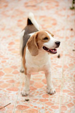 Kumsaldaki yavru köpek.