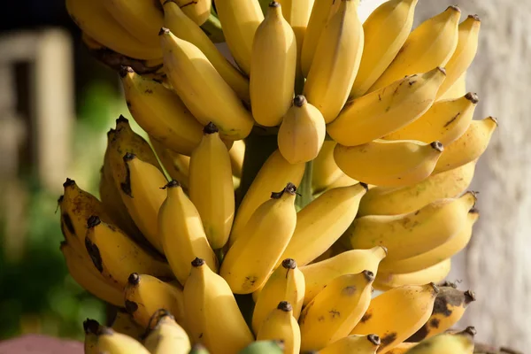Bunch Ripe Bananas Background — Stock Photo, Image