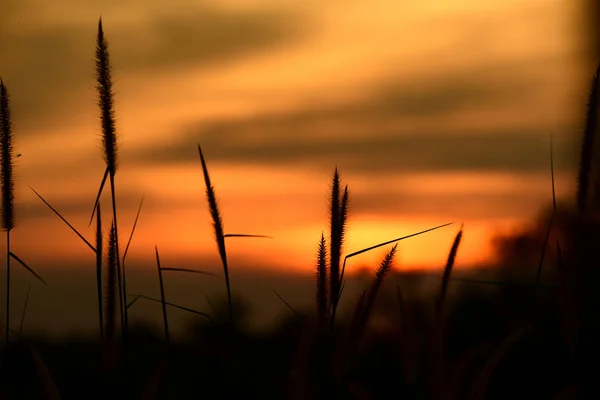 Západ Slunce Šířku Pole Obloha Tmavě Clouds Sunset Zeleném Poli — Stock fotografie