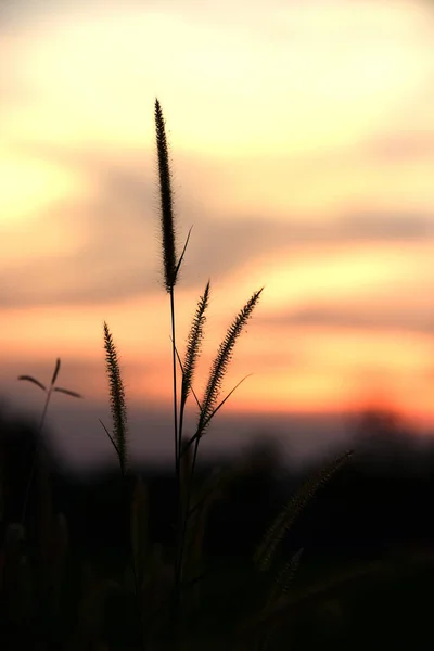 Západ Slunce Šířku Pole Obloha Tmavě Clouds Sunset Zeleném Poli — Stock fotografie