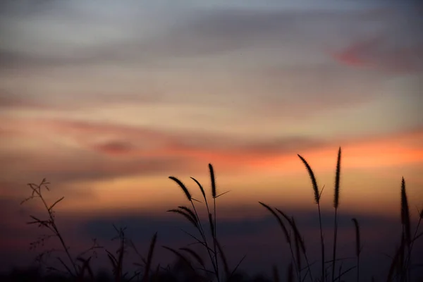 Pole Trávy Během Sunset Sunset Zlaté Pozadí Letní Trávy Kvetoucí — Stock fotografie