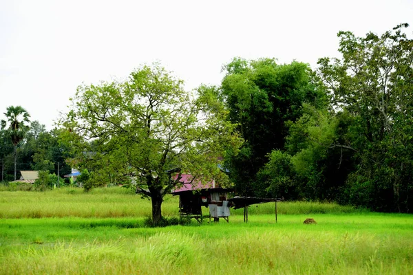 Beautiful Green Meadow Daytime — Stock Photo, Image