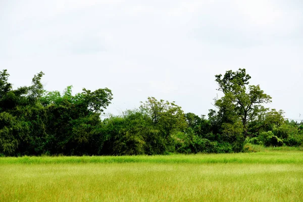 Hermoso Prado Verde Durante Día — Foto de Stock