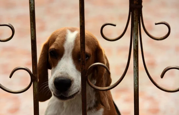 Beagle Kutya Portré Egy Imádnivaló Beagle Kutya Játszik Padlóra Egyenesen — Stock Fotó