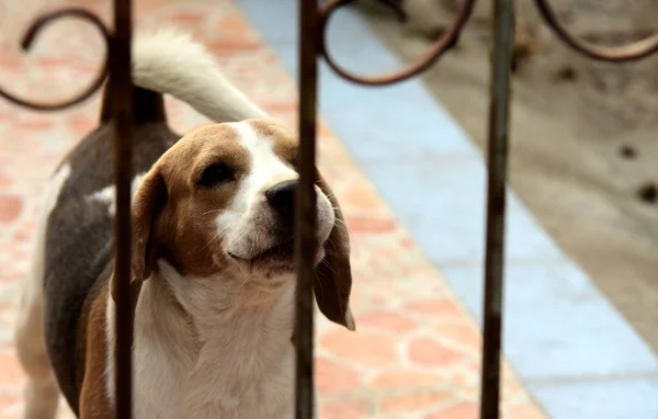 Beagle Kutya Portré Egy Imádnivaló Beagle Kutya Játszik Padlóra Egyenesen — Stock Fotó