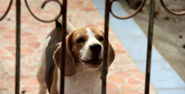 Retrato Perro Beagle Adorable Perro Beagle Jugando Suelo Mirando Directamente — Foto de Stock