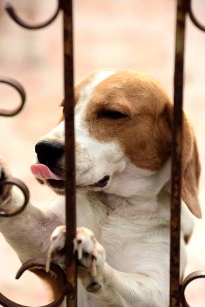 Retrato Cão Beagle Adorável Cão Beagle Brincando Chão Olhando Diretamente — Fotografia de Stock