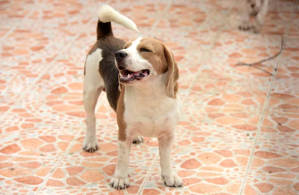 Retrato Cão Beagle Adorável Cão Beagle Brincando Chão Olhando Diretamente — Fotografia de Stock