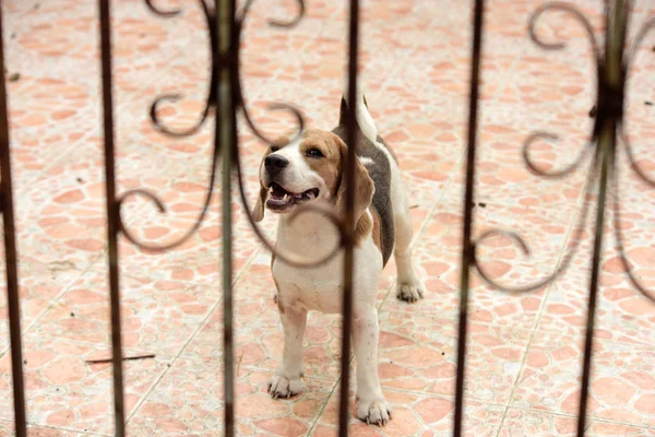 Cão Passear Pela Casa Cães Estão Presos Atrás Fence Dog — Fotografia de Stock