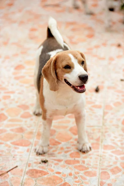 Cane Che Cammina Casa Cani Sono Intrappolati Dietro Recinzione Cani — Foto Stock