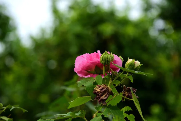 Pequenas Flores Vermelhas Rosa Luz Sol Brilhante — Fotografia de Stock