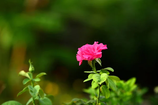 Small Red Pink Flowers Bright Sunshine — Stock Photo, Image