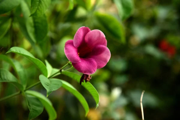 Růžový Květ Pozadí Zelených Listů Modré Skybleeding Srdce Květina Makro — Stock fotografie
