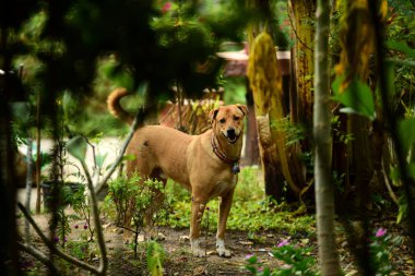 Evin etrafında yürüyen köpek. Ve köpekler çitin arkasında sıkışıp kalırlar. Evin etrafında yürüyen köpek. Ve köpekler çitin arkasında hapsolmuş.