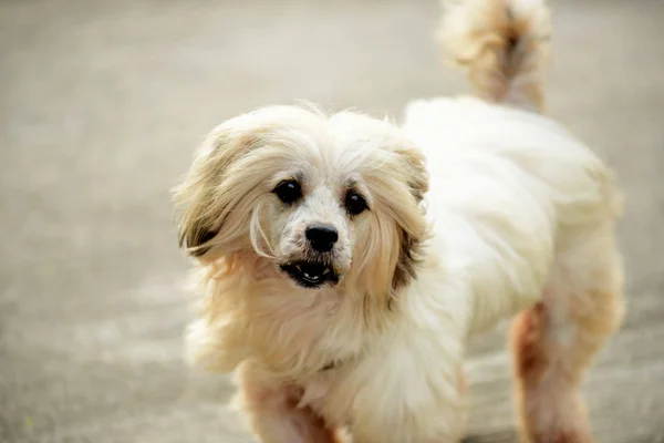Cão Passear Pela Casa Cães Estão Presos Atrás Fence Dog — Fotografia de Stock