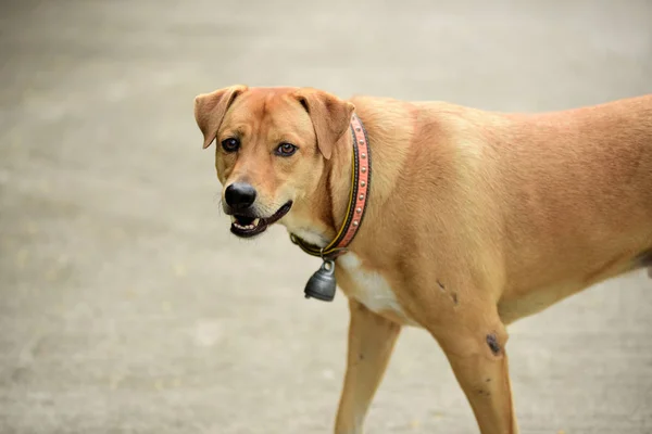 Cane Che Cammina Casa Cani Sono Intrappolati Dietro Recinzione Cani — Foto Stock