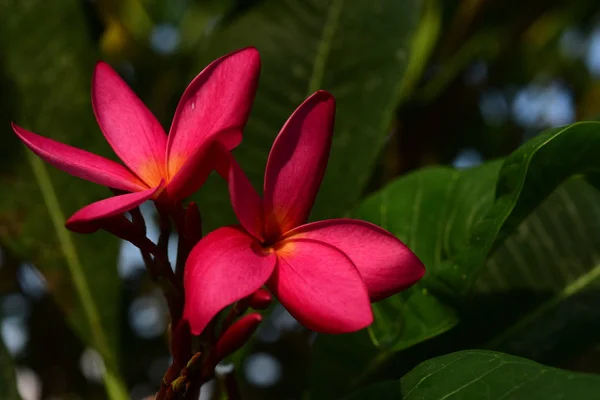 Pembe Beyaz Flower Yellow Çiçek Beyaz Çiçek Arka Plan Doğada — Stok fotoğraf