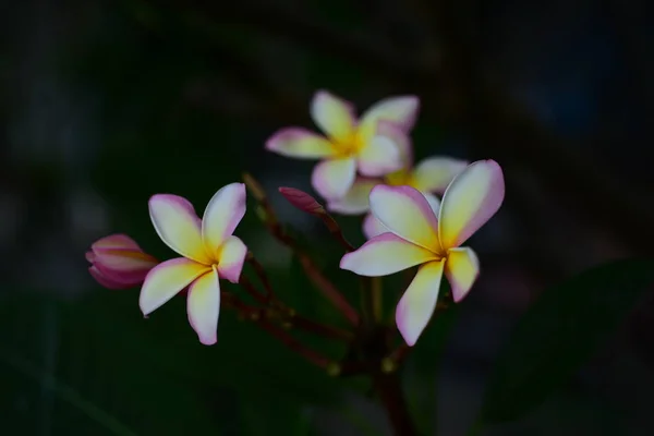 Plumeria 꽃입니다 분홍색 Flower Yellow 배경입니다 속에서 다채로운 — 스톡 사진