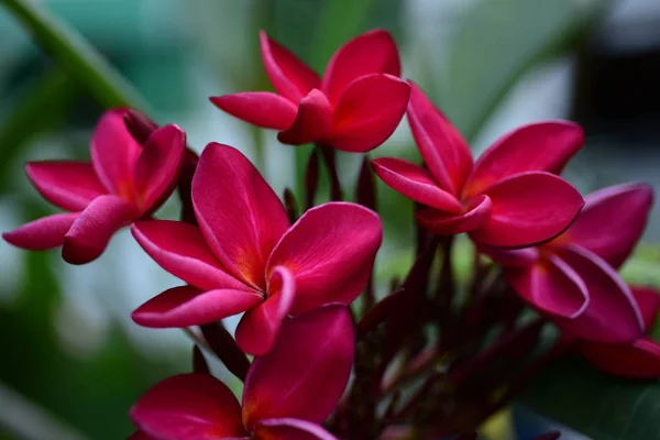 粉红色的白色花 黄色的花或白色的花的背景 五颜六色的花在自然 — 图库照片