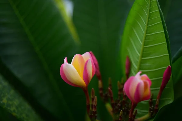 粉红色的白色花 黄色的花或白色的花的背景 五颜六色的花在自然 — 图库照片