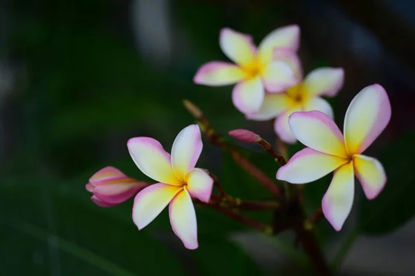 粉红色的白色花 黄色的花或白色的花的背景 五颜六色的花在自然 — 图库照片