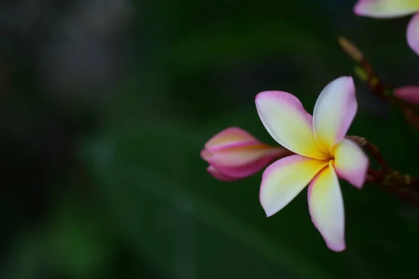 Квітка Сливи Рожева Біла Квітка Жовта Квітка Або Білий Квітковий — стокове фото