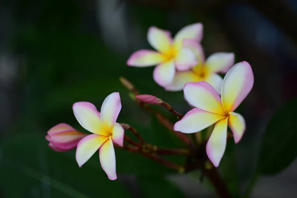 Plumeria Çiçek Pembe Beyaz Flower Yellow Çiçek Beyaz Çiçek Arka — Stok fotoğraf