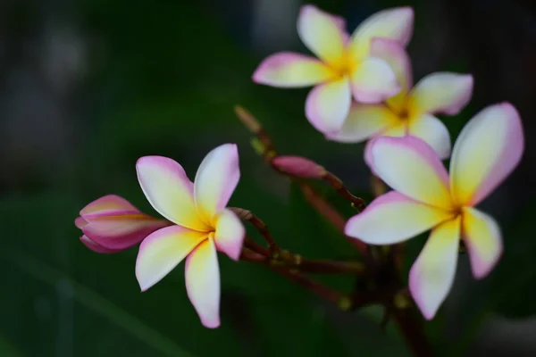 Rózsaszín Fehér Flower Yellow Virág Vagy Háttér Fehér Virág Színes — Stock Fotó