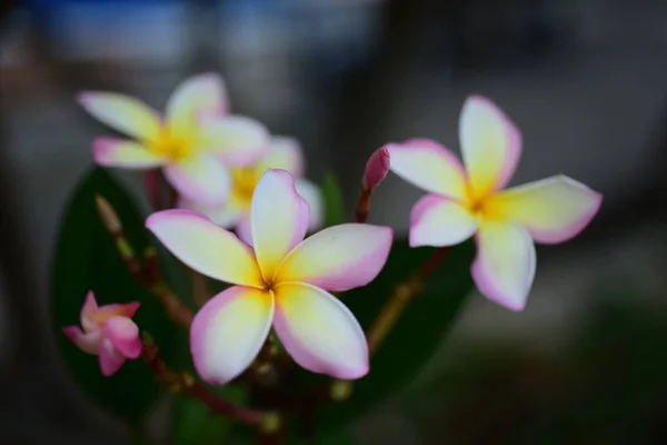 プルメリアの花 ピンク白 Flower Yellow 花や白い花の背景 自然の中の色とりどりの花 — ストック写真
