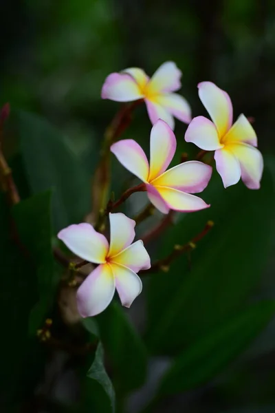 Plumeria Květina Květ Růžový Bílý Flower Yellow Nebo Pozadí Bílý — Stock fotografie