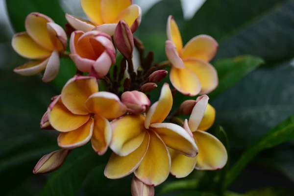 Květ Růžový Bílý Flower Yellow Nebo Pozadí Bílý Květ Barevné — Stock fotografie