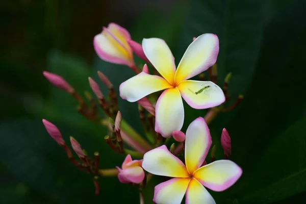 粉红色的白色花 黄色的花或白色的花的背景 五颜六色的花在自然 — 图库照片