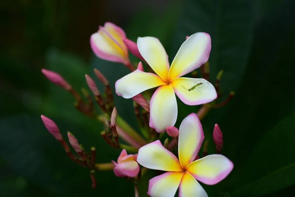 Plumeria Flower Λουλούδι Ροζ Λευκό Flower Yellow Λευκό Λουλούδι Φόντο — Φωτογραφία Αρχείου